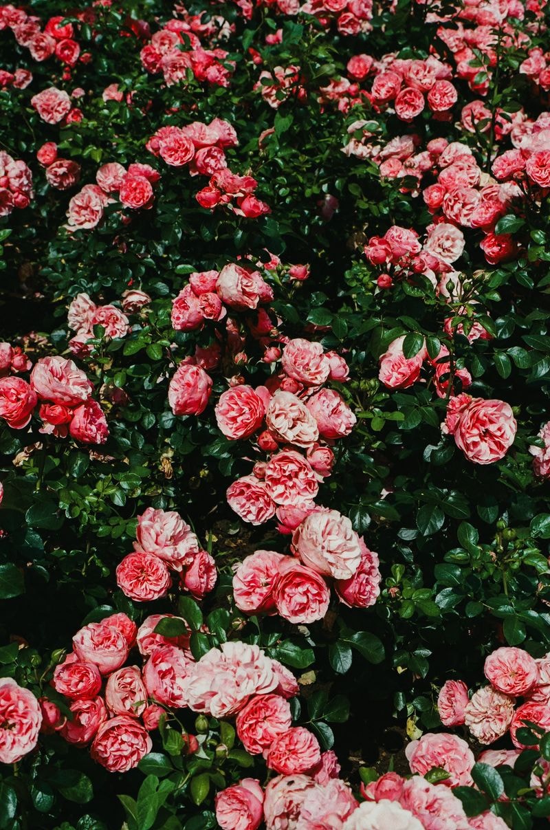 Rozenstruik met roze bloemen in volle bloei bij Château Gerlach in Limburg