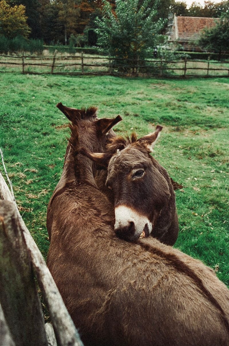 Twee ezels in Bokrijk die elkaar liefdevol aanraken, bijna knuffelend