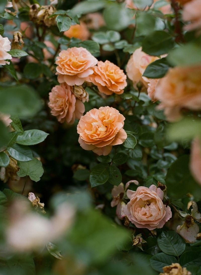 Oranje rozen in bloementuin in Limburg